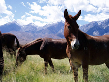 USA-California-Wild Mustangs - A Living Legacy